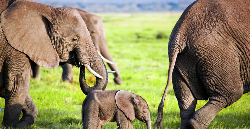 Lovac koji je ubio 5000 afričkih slonova i 50 nilskih konja: “Uopće se ne kajem“